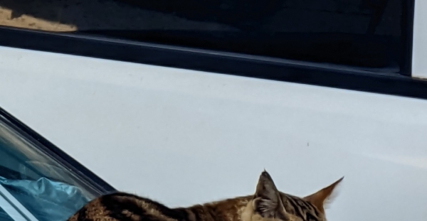 碉城网第一个贴子给了这种猫和薯条